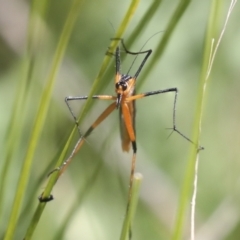 Harpobittacus australis (Hangingfly) at Hawker, ACT - 17 Oct 2021 by AlisonMilton