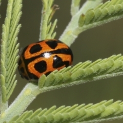 Peltoschema oceanica (Oceanica leaf beetle) at Hawker, ACT - 17 Oct 2021 by AlisonMilton