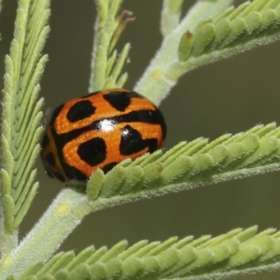 Peltoschema oceanica (Oceanica leaf beetle) at The Pinnacle - 17 Oct 2021 by AlisonMilton