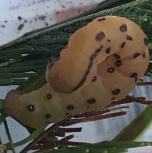 Capusa cuculloides at Garran, ACT - suppressed