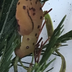 Capusa cuculloides at Garran, ACT - suppressed