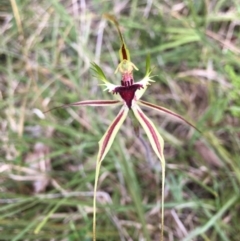 Caladenia atrovespa (Green-comb Spider Orchid) at O'Connor, ACT - 20 Oct 2021 by RWPurdie