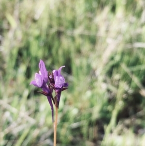 Linaria pelisseriana at Jerrabomberra, ACT - 20 Oct 2021 05:30 PM