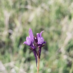 Linaria pelisseriana at Jerrabomberra, ACT - 20 Oct 2021 05:30 PM