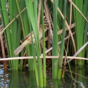 Acrocephalus australis at Gordon, ACT - 20 Oct 2021