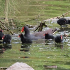 Gallinula tenebrosa (Dusky Moorhen) at Gordon Pond - 20 Oct 2021 by RodDeb