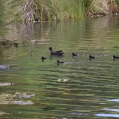 Gallinula tenebrosa at Gordon, ACT - 20 Oct 2021