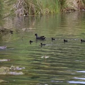 Gallinula tenebrosa at Gordon, ACT - 20 Oct 2021