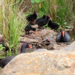 Gallinula tenebrosa at Gordon, ACT - 20 Oct 2021