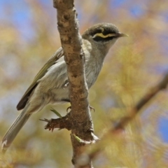 Caligavis chrysops (Yellow-faced Honeyeater) at Gordon, ACT - 20 Oct 2021 by RodDeb