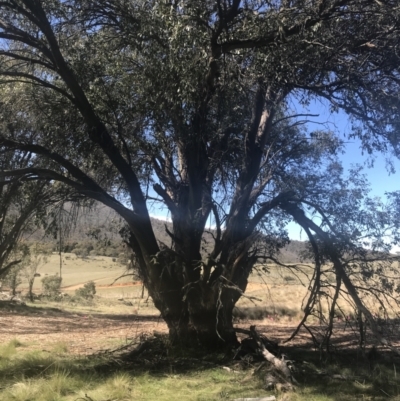 Eucalyptus stellulata (Black Sally) at Mount Clear, ACT - 16 Oct 2021 by Tapirlord