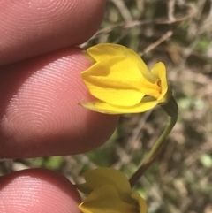 Diuris subalpina at Mount Clear, ACT - suppressed