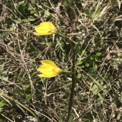 Diuris subalpina at Mount Clear, ACT - suppressed