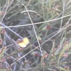 Bossiaea riparia at Mount Clear, ACT - 17 Oct 2021 by Tapirlord