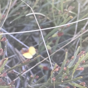 Bossiaea riparia at Mount Clear, ACT - 17 Oct 2021 10:27 AM