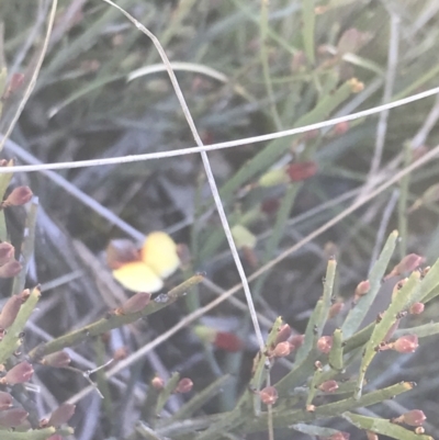 Bossiaea riparia at Mount Clear, ACT - 17 Oct 2021 by Tapirlord