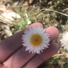 Leucochrysum albicans subsp. tricolor (Hoary Sunray) at Mount Clear, ACT - 17 Oct 2021 by Tapirlord