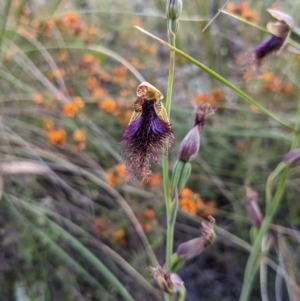 Calochilus platychilus at Acton, ACT - suppressed