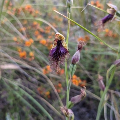 Calochilus platychilus (Purple Beard Orchid) at Acton, ACT - 20 Oct 2021 by HelenCross