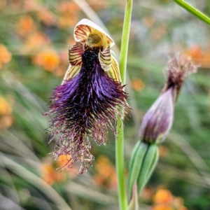 Calochilus platychilus at Acton, ACT - suppressed