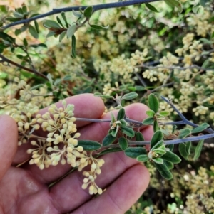 Pomaderris pallida at Williamsdale, NSW - 18 Oct 2021 01:42 PM