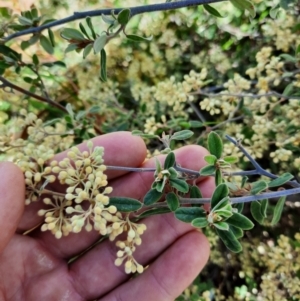 Pomaderris pallida at Williamsdale, NSW - 18 Oct 2021