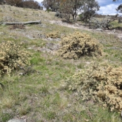 Pomaderris pallida at Williamsdale, NSW - 18 Oct 2021