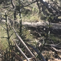 Discaria pubescens (Australian Anchor Plant) at Mount Clear, ACT - 16 Oct 2021 by Tapirlord