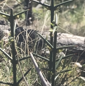 Discaria pubescens at Mount Clear, ACT - 17 Oct 2021