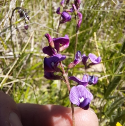 Swainsona monticola (Notched Swainson-Pea) at Williamsdale, NSW - 18 Oct 2021 by samreid007