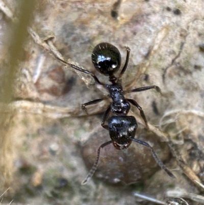 Notoncus capitatus (An epaulet ant) at Jerrabomberra, NSW - 20 Oct 2021 by SteveBorkowskis