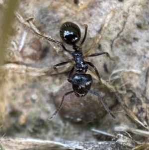 Notoncus capitatus at Jerrabomberra, NSW - suppressed