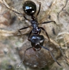 Notoncus capitatus at Jerrabomberra, NSW - suppressed