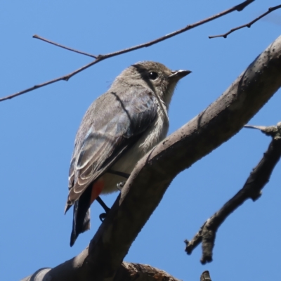 Dicaeum hirundinaceum (Mistletoebird) at Mount Ainslie - 19 Oct 2021 by jb2602