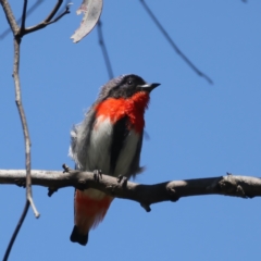 Dicaeum hirundinaceum (Mistletoebird) at Pialligo, ACT - 19 Oct 2021 by jbromilow50