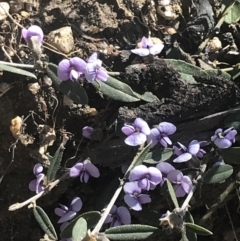 Hovea heterophylla (Common Hovea) at Mount Clear, ACT - 16 Oct 2021 by Tapirlord