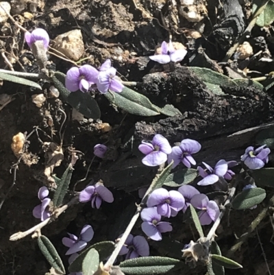 Hovea heterophylla (Common Hovea) at Mount Clear, ACT - 16 Oct 2021 by Tapirlord