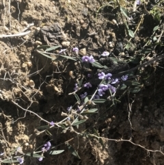 Hovea heterophylla at Mount Clear, ACT - 17 Oct 2021