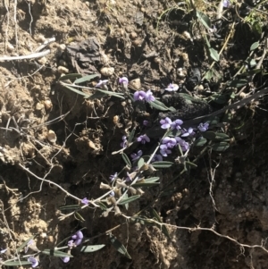 Hovea heterophylla at Mount Clear, ACT - 17 Oct 2021 10:53 AM