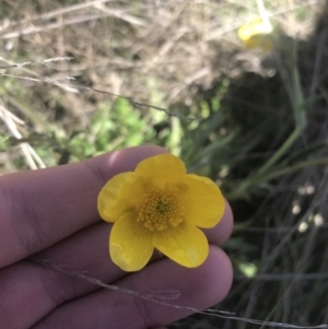 Ranunculus lappaceus at Mount Clear, ACT - 17 Oct 2021 10:58 AM