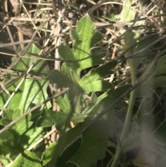 Ranunculus lappaceus at Mount Clear, ACT - 17 Oct 2021 10:58 AM