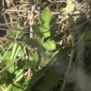 Ranunculus lappaceus at Mount Clear, ACT - 17 Oct 2021 10:58 AM