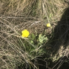 Ranunculus lappaceus at Mount Clear, ACT - 17 Oct 2021 10:58 AM