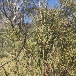 Hakea microcarpa at Mount Clear, ACT - 17 Oct 2021