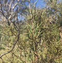 Hakea microcarpa at Mount Clear, ACT - 17 Oct 2021