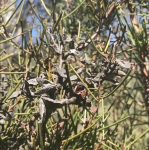 Hakea microcarpa at Mount Clear, ACT - 17 Oct 2021