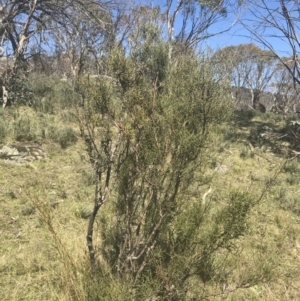 Hakea microcarpa at Mount Clear, ACT - 17 Oct 2021