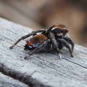 Maratus calcitrans at Bruce, ACT - 20 Oct 2021