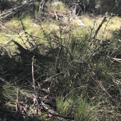 Discaria pubescens (Australian Anchor Plant) at Mount Clear, ACT - 17 Oct 2021 by Tapirlord