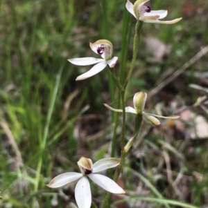 Caladenia cucullata at Hall, ACT - suppressed